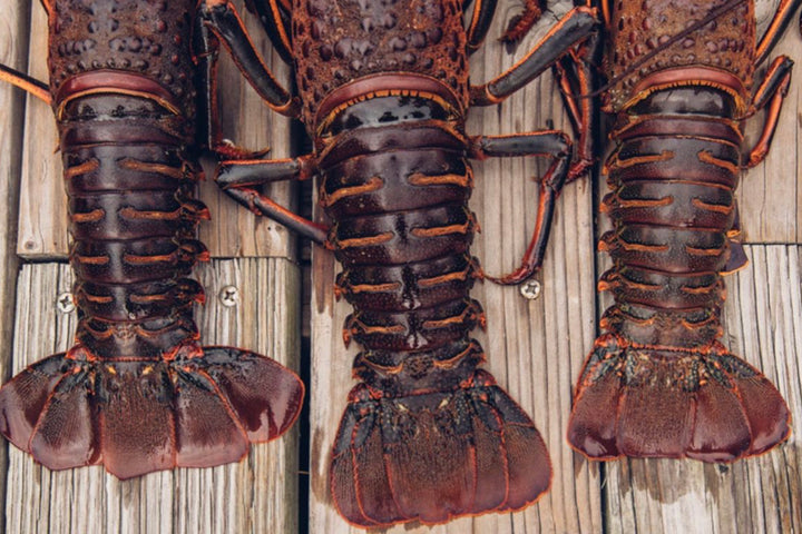 Lobster Rolls via Zach Rose