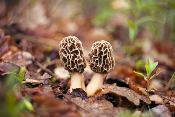 What's the Big Deal with Morel Mushrooms?