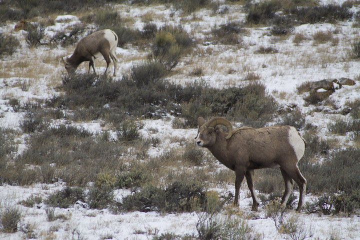 Elk Refuge Bighorns