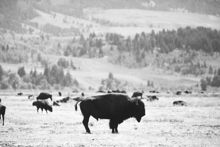 American Buffalo | Steven Rinella