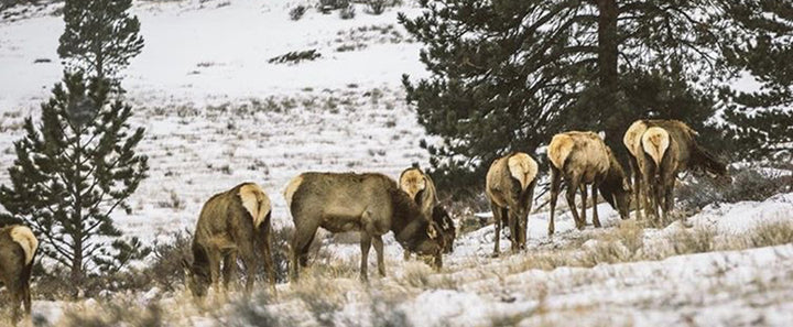 First Time Elk Hunt | Part 1
