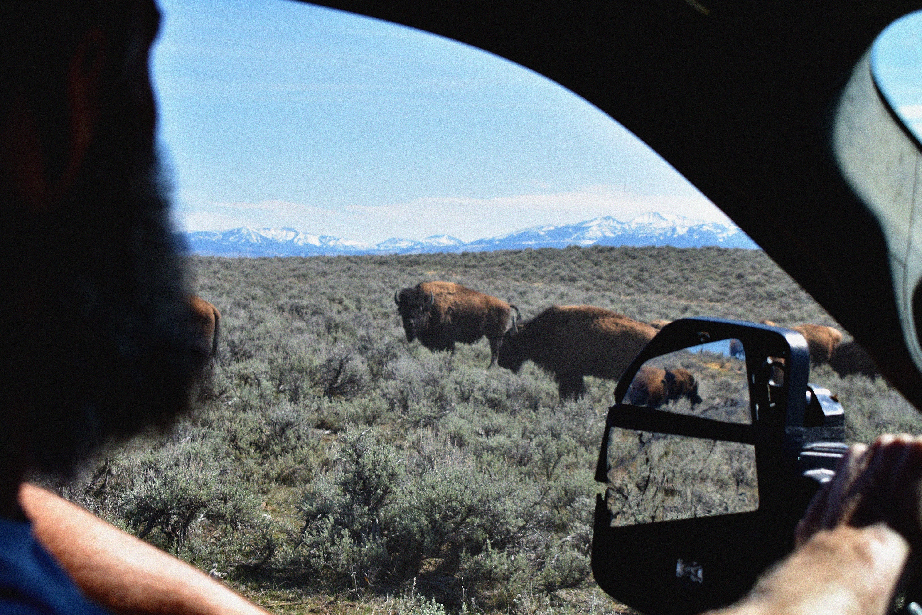 A Day at North Bridger Bison – Windward-Westward