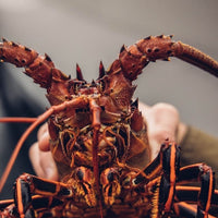 Lobster Tee | Washed Black
