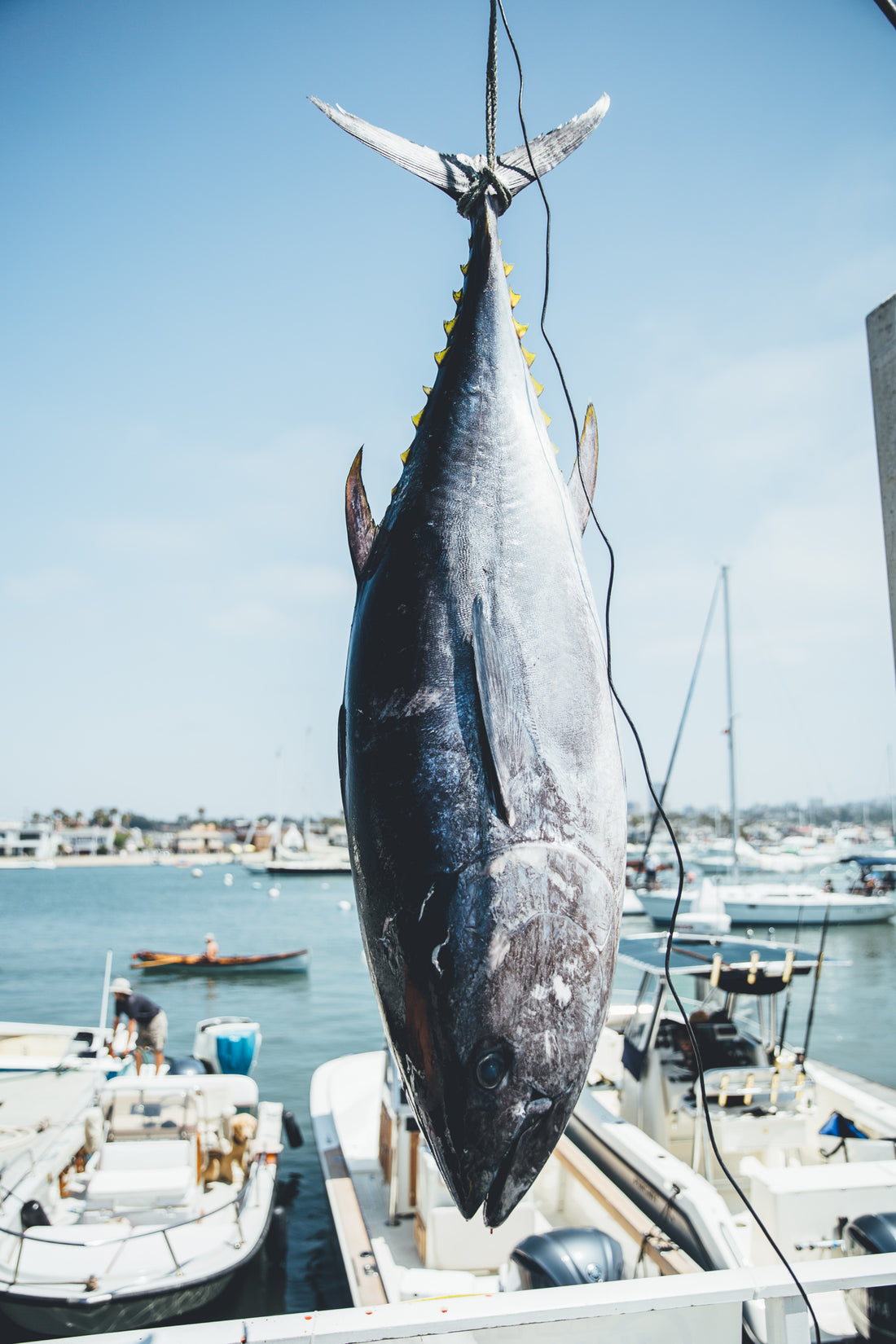 Bluefin Tuna Flag