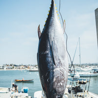 Bluefin Tuna Flag